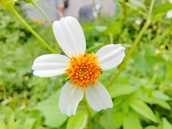 Fleurs Blanches Ferment Vert Vif Dans Jardin — Photo