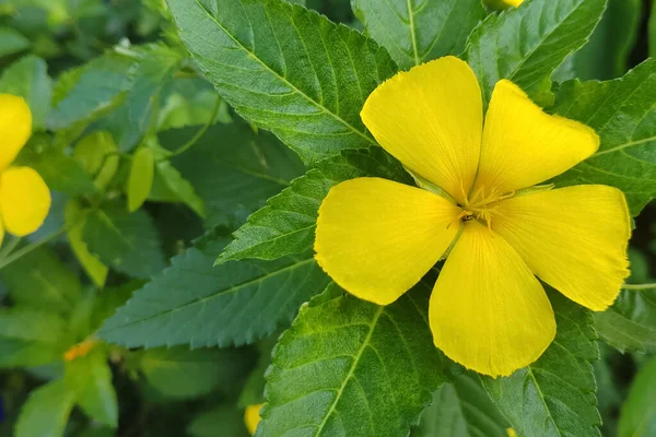 stock image Cosmos yellow flower stamens yellow black Blurred green background with leaves. outdoor fresh flowers