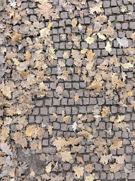 stock image Dry oak leaves are scattered throughout the frame on a small square paving slab