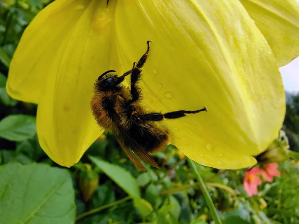 一只挂在一朵黄色花朵花瓣上的蜜蜂的特写 花田的背景模糊不清 — 图库照片
