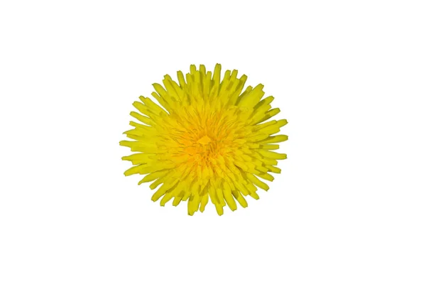 Квітуча Кульбаба Жовта Вирізка Голови Ізольована Білому Тлі Тіні Макро — стокове фото
