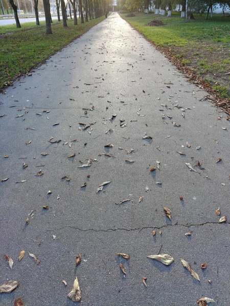 Calçada Asfalto Perspectiva Está Vazia Sem Pessoas Com Folhas Espalhadas — Fotografia de Stock