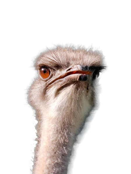 Close Ostrich Head Its Neck White Background Clipping Path — Stock Photo, Image