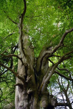 A wild tree with a thick trunk with twisted branches with green leaves growing in the forest. View from below