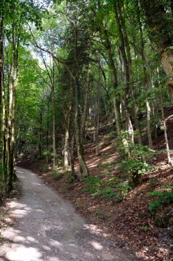 Tranquil green forest with a small empty dirt footpath between hills with trees
