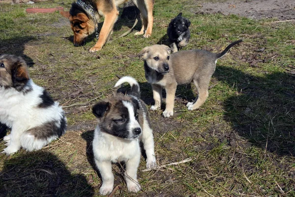 Several dog puppies of different breeds and colors are walking on the grass. Behind them is an adult dog of the German Shepherd breed