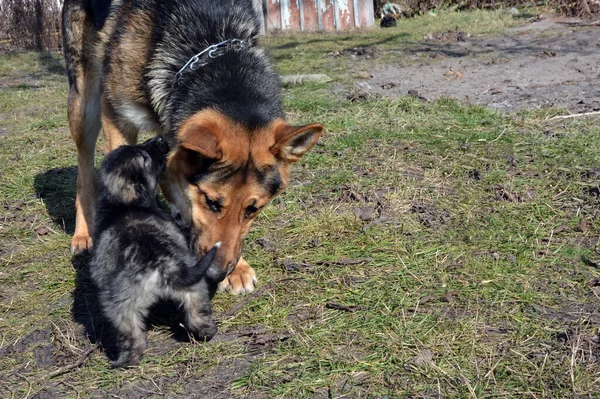 An adult dog of the German Shepherd breed sniffs with a gray puppy on green grass. A shepherd dog in an iron collar