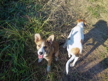 Two dogs of different colors are walking on the grass on a clear day. View from above. One of them looks up into the frame