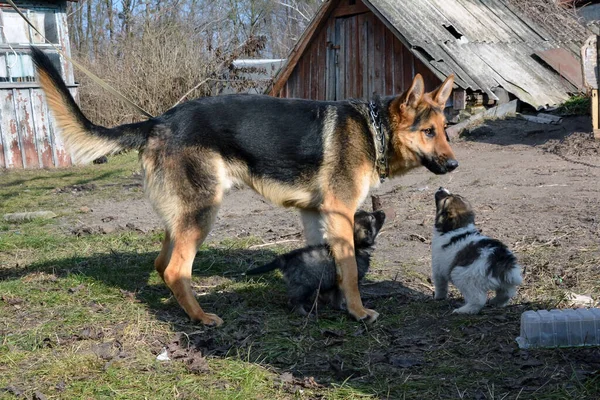 A German shepherd dog plays with two puppies on the grass in the countryside. Behind them are old buildings