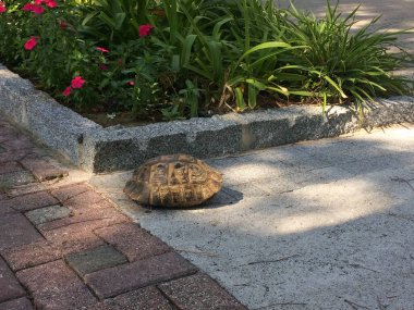 Tortoise shell on a tiled sidewalk against a background of a flower bed. The reptile hid in the middle of the shell