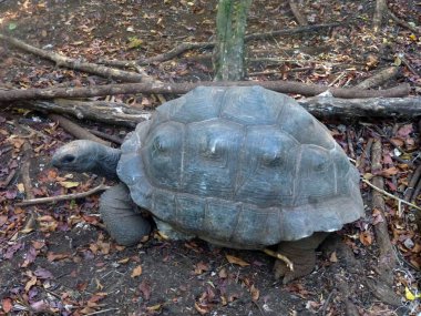 A big old turtle crawls on dry leaves in the park against the background of tree trunks