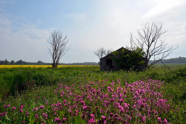 Old Abandoned Building Field Dry Trees Foreground Bright Flowers Dying — Zdjęcie stockowe