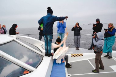 Gemideki turistler pelikanları balıklarla besliyor ve onlarla fotoğraf çekiyorlar. Denizde bir gemi