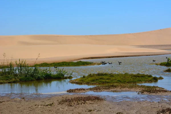 Pássaros Estão Nadando Deserto Oásis Perto Costa Pântano Fundo São — Fotografia de Stock