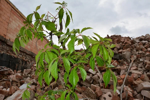 Una Pianta Verde Cresce Sul Sito Una Casa Distrutta Terremoto — Foto Stock