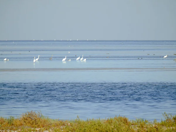 White Sea Birds Walk Shore Water Sky Sea Blue Different — Stock Photo, Image
