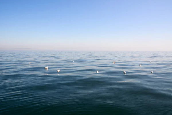 Seagulls Swim Calm Blue Waves Sky Sea Blue Tones Bright — Stock Photo, Image
