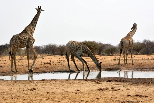 Several giraffes drink water near a watering hole in the Namibian savannah in Africa