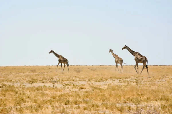 Три Взрослых Жирафа Ходят Сухой Намибийской Саванне Африке Ясным Небом — стоковое фото