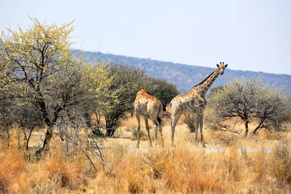 Namibii Sawanna Dwie Żyrafy Pomiędzy Drzewami Słoneczny Dzień Kontynent Afrykański — Zdjęcie stockowe