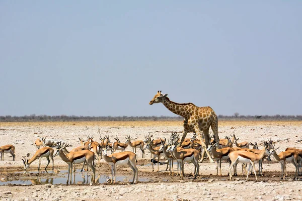 Den Namibiska Savannen Dricker Giraff Och Flock Antiloper Vatten Vid — Stockfoto