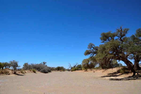 In the desert, small trees grow on the sand against the background of a clear blue sky