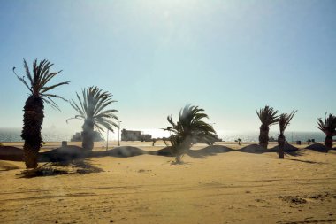 Okyanus kıyısındaki kumda sıra sıra palmiye ağaçları. Bulanık arkaplan