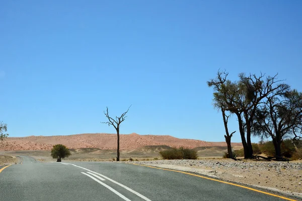 高山或小山背景下靠近干枯树木的沙漠中的沥青路 — 图库照片