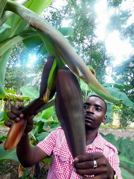 July 2022 Tanzania Africa Black Man Harvests Fruit Palm Tree — Stock Photo, Image