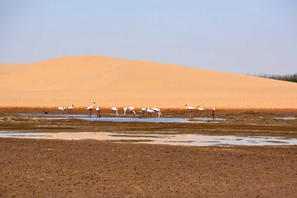 Flock Flamingos Dricker Vatten Från Damm Nära Sanddyn Oas Mot — Stockfoto
