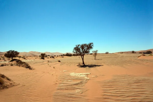 Deserto Pequenas Árvores Crescem Areia Contra Fundo Céu Azul Claro — Fotografia de Stock