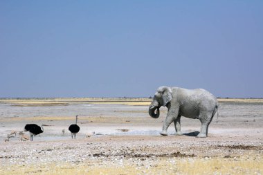 Etosha, Namibya, 19 Eylül 2022: Büyük yaşlı bir fil devekuşları ve antiloplarla buluşmak için kayalık çölde yürüyor. Arka planda sonsuz kayalık çöl