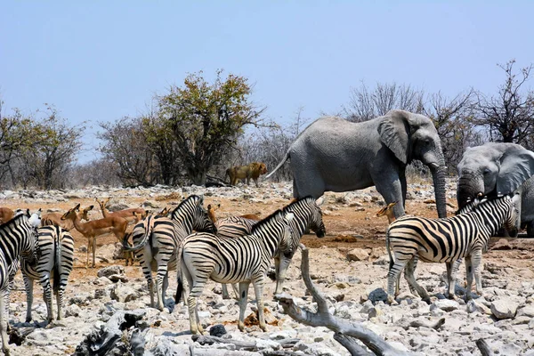 Etosha, Namibia, September 19, 2022: Elephants with zebras and antelopes standing on stones. Under the trees, a lion in the background. Environmental diversity