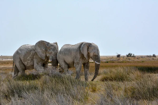 Etosha Namibia September 2022 Två Stora Elefanter Går Torrt Gräs — Stockfoto