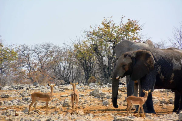 Этоша Намибия Сентября 2022 Года Слоны Антилопами Стоят Каменной Дороге — стоковое фото