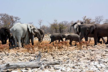Etosha, Namibya, 19 Eylül 2022: Yavru filli bir fil sürüsü çöldeki bir su birikintisine geliyor. Ön planda bir antilop sürüsü. Doğa rezervi