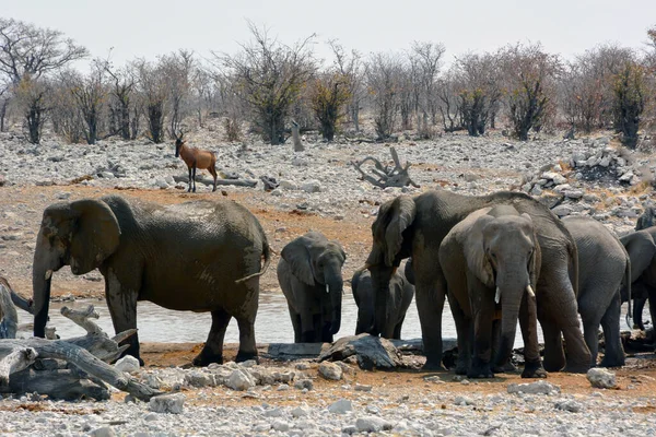 Etosha Namibia September 2022 Flock Elefanter Med Elefanter Kommer Till — Stockfoto