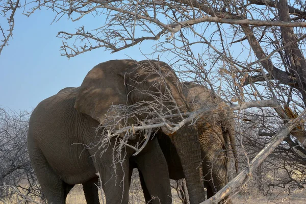 Etosha Namibia September 2022 Två Stora Elefanter Står Ett Torrt — Stockfoto