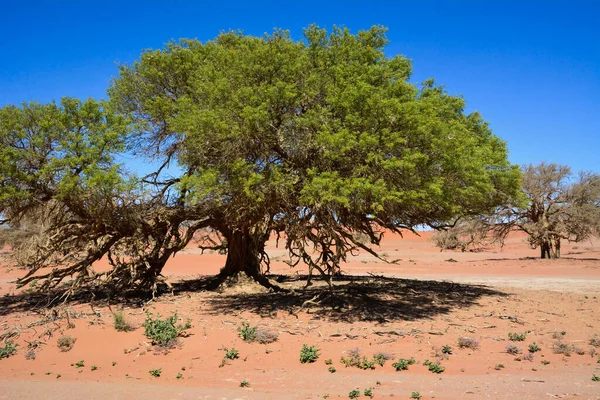Drzewo Rozległą Koroną Piasku Małej Pustynnej Oazy Jasnym Słońcu — Zdjęcie stockowe
