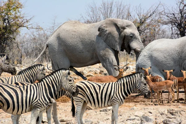 Слони Антилопи Зебри Прийшли Пити Соляних Болотах Під Яскравим Сонцем — стокове фото