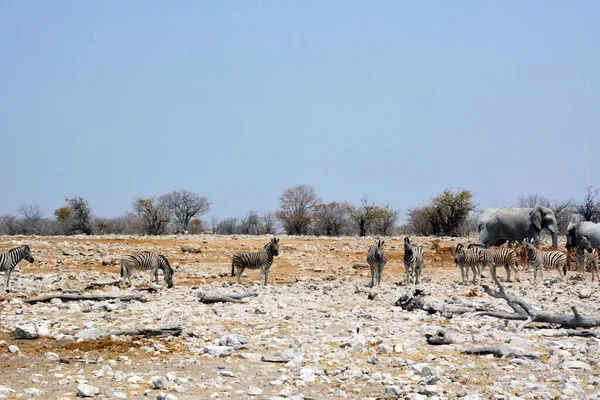 Sloni Antilopy Zebry Přicházeli Pít Slanou Bažinu Jasném Slunci Zvířata — Stock fotografie