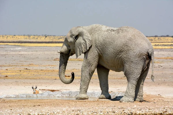 Stor Elefant Går Över Den Steniga Öknen Till Ett Vattenhål — Stockfoto