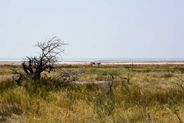 Två Elefanter Går Saltträsket Fjärran Torra Träd Och Gräs Förgrunden — Stockfoto