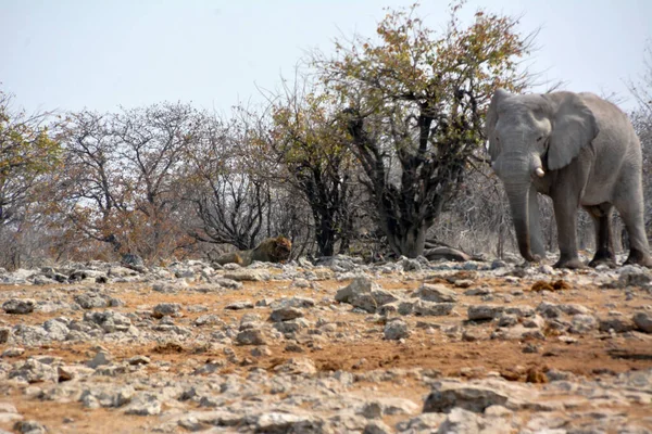 Den Gamla Elefanten Går Längs Med Saltträsket Och Stenar Till — Stockfoto