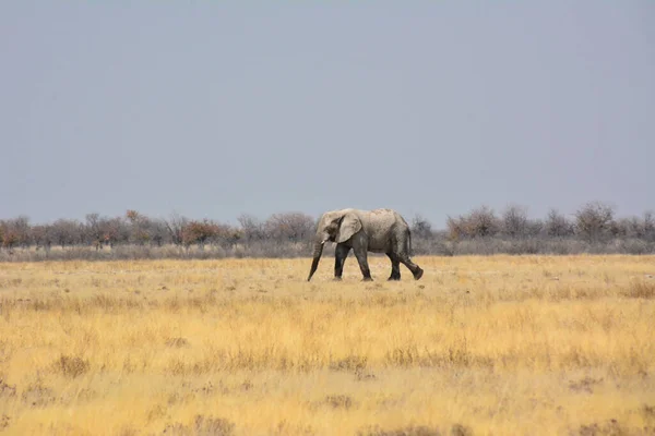 一头老大象在盐沼的干草上行走 背景上的小树 自然环境中的动物 — 图库照片