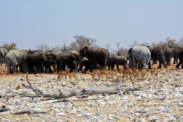 Elefanter Med Elefanter Kom Till Saltträsket Förgrunden Finns Små Antiloper — Stockfoto