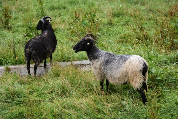 Twee Tamme Rammen Grazen Wei Het Gras Als Landbouwhuisdier Gehouden — Stockfoto