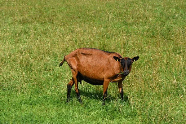 緑の草の上の牧草地に 茶色の家畜の羊が放牧されています 農業環境における家畜 — ストック写真