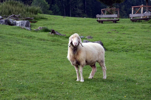 Белая Домашняя Чистокровная Овца Пасётся Зелёной Траве Домашние Животные Сельскохозяйственных — стоковое фото