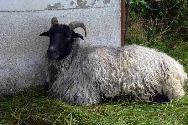 長い羊毛を持つ原種の純血種の羊が農場の近くの草の上に横たわっている 農業環境における家畜 — ストック写真